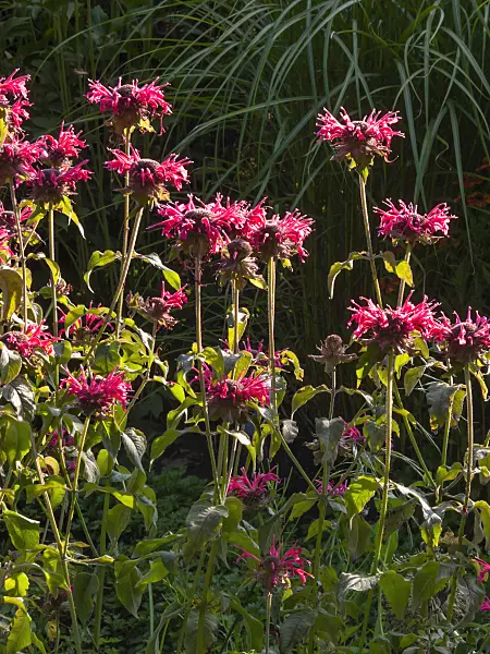 416026 - Wild bergamot (Monarda fistulosa 'Feuerschopf')
