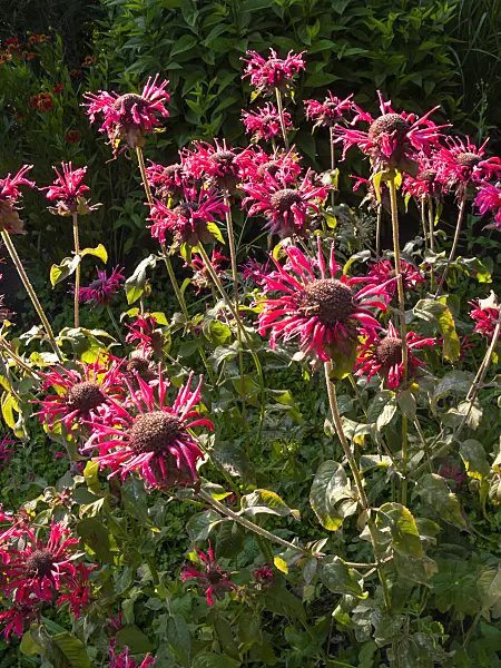 416027 - Wild bergamot (Monarda fistulosa 'Feuerschopf')