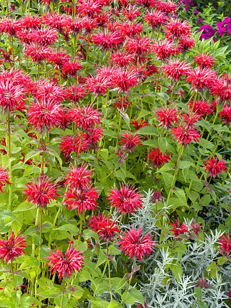 439200 - Wild bergamot (Monarda fistulosa 'Gardenview Red')
