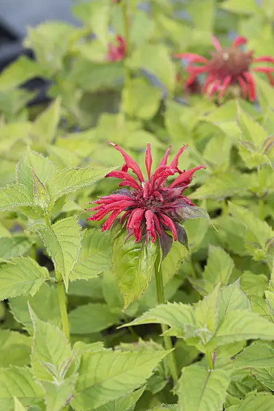 625282 - Wild bergamot (Monarda fistulosa 'Gardenview Scarlet')