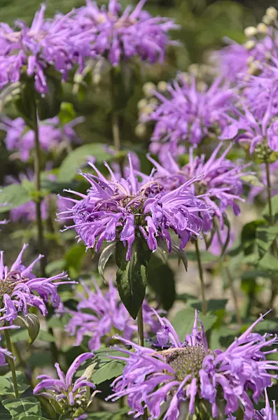 497104 - Wild bergamot (Monarda fistulosa 'Sioux')