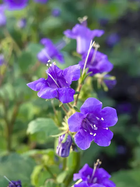 427257 - Wild Canterbury bells (Phacelia minor)
