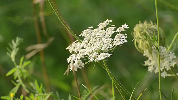499113 - Wild carrot (Daucus carota)