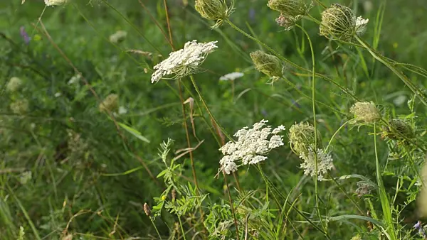 499114 - Wild carrot (Daucus carota)
