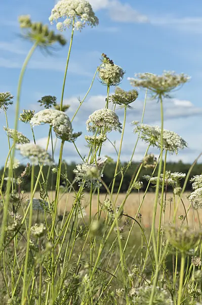 510126 - Wild carrot (Daucus carota)