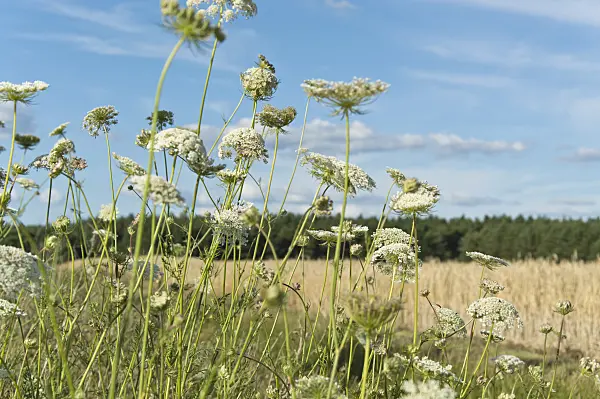 510127 - Wild carrot (Daucus carota)