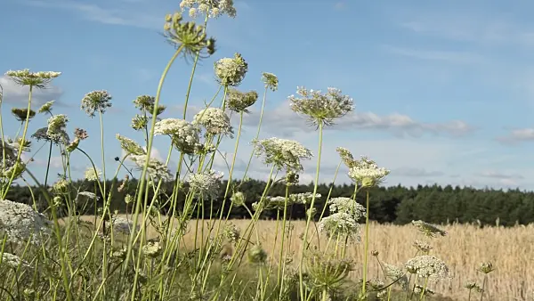 510131 - Wild carrot (Daucus carota)