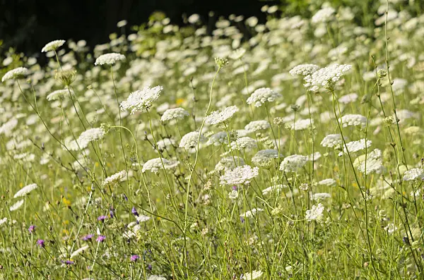 570116 - Wild carrot (Daucus carota)