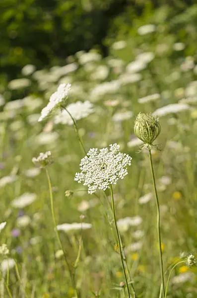 570117 - Wild carrot (Daucus carota)
