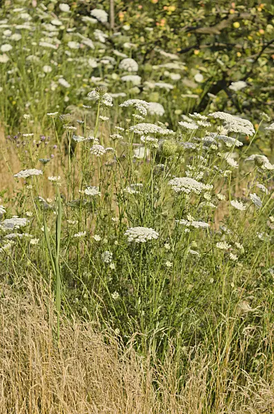 570118 - Wild carrot (Daucus carota)