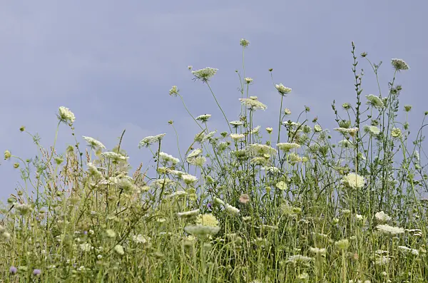 570121 - Wild carrot (Daucus carota)