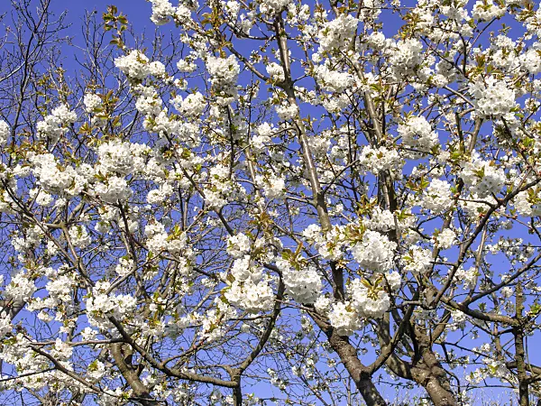 483209 - Wild cherry (Prunus avium)