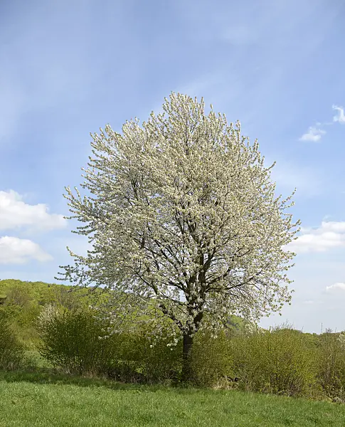 575226 - Wild cherry (Prunus avium)