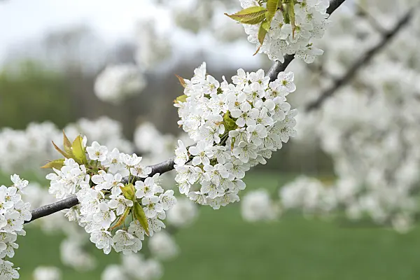 616079 - Wild cherry (Prunus avium)