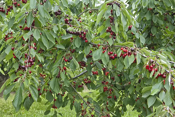 502336 - Wild cherry (Prunus avium 'Bianca')