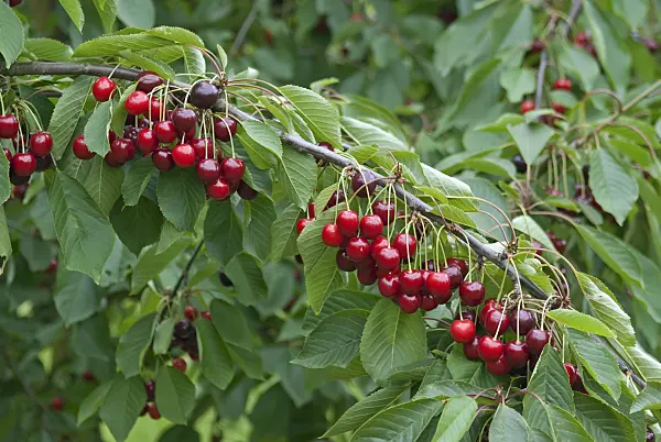 502337 - Wild cherry (Prunus avium 'Bianca')