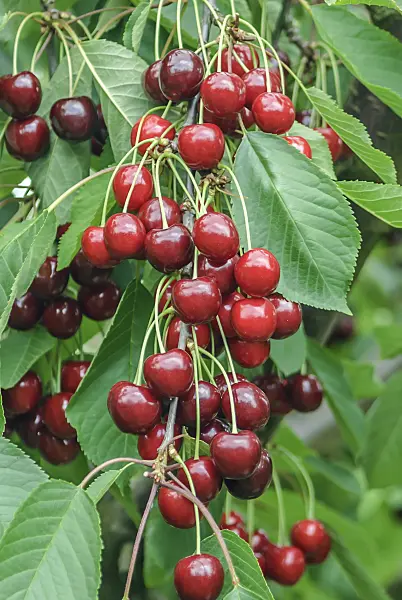 558186 - Wild cherry (Prunus avium 'Bianca')