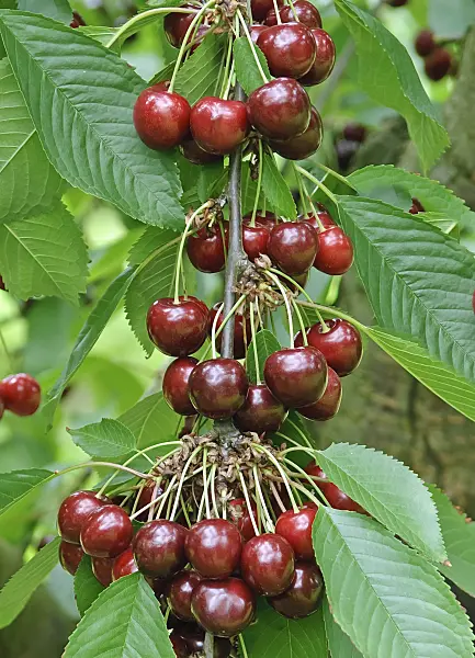 502341 - Wild cherry (Prunus avium 'Cainiola')