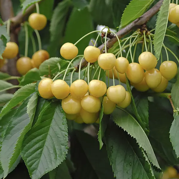 454049 - Wild cherry (Prunus avium 'Dönissens Gelbe')