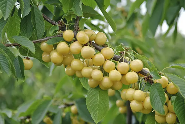 502343 - Wild cherry (Prunus avium 'Drogans Gelbe')
