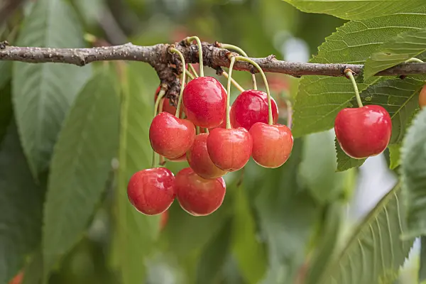 638202 - Wild cherry (Prunus avium 'Große Prinzessinkirsche')