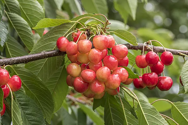 638203 - Wild cherry (Prunus avium 'Große Prinzessinkirsche')