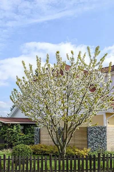 593161 - Wild cherry (Prunus avium 'Große Schwarze Knorpelkirsche')
