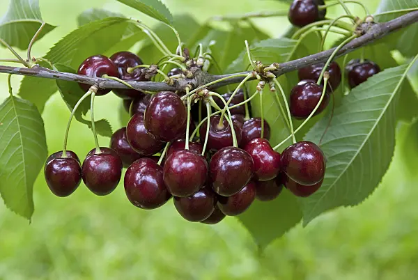 502345 - Wild cherry (Prunus avium 'Kanada')