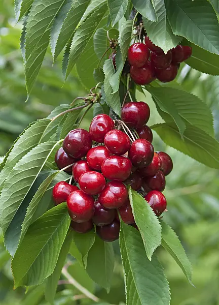 502346 - Wild cherry (Prunus avium 'Lapins')