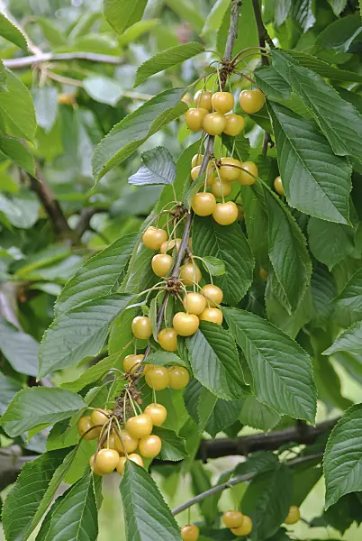 502347 - Wild cherry (Prunus avium 'Najella')