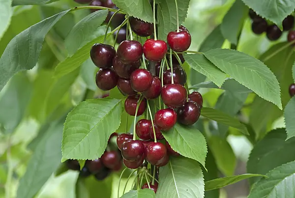 502349 - Wild cherry (Prunus avium 'Namati')
