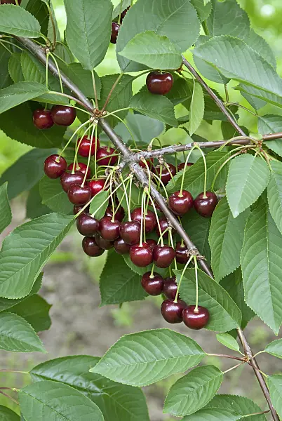 502350 - Wild cherry (Prunus avium 'Namati')