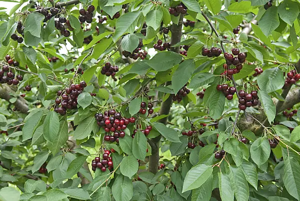 502352 - Wild cherry (Prunus avium 'Namati')