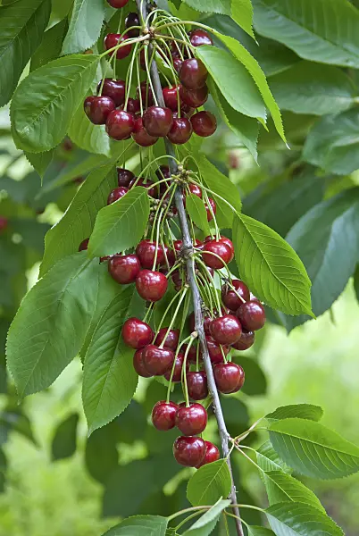 502353 - Wild cherry (Prunus avium 'Namati')
