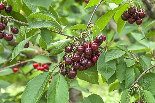 638204 - Wild cherry (Prunus avium 'Namati')