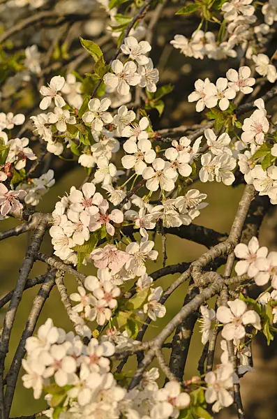543050 - Wild cherry (Prunus avium 'Pendula')