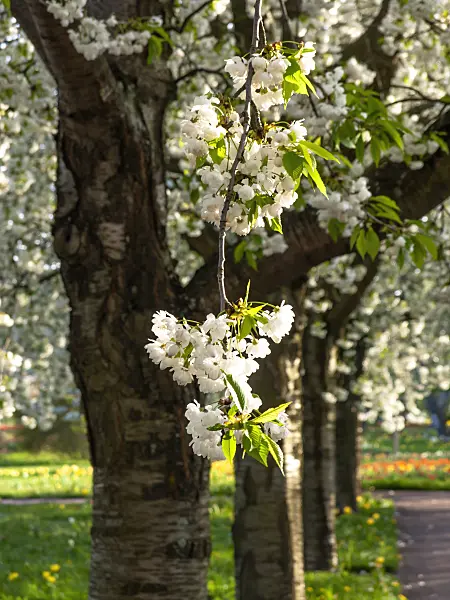 459088 - Wild cherry (Prunus avium 'Plena')
