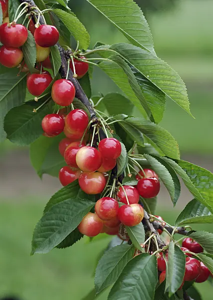 454052 - Wild cherry (Prunus avium 'Rainier')