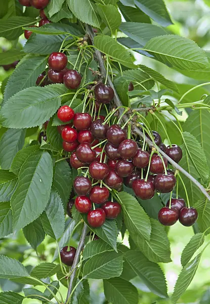 502355 - Wild cherry (Prunus avium 'Ria')