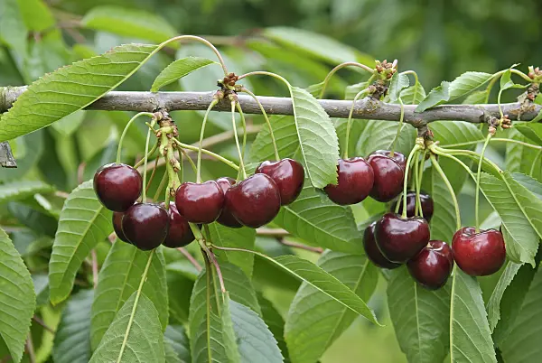 502356 - Wild cherry (Prunus avium 'Schneiders Späte Knorpel')