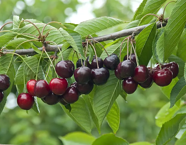 502357 - Wild cherry (Prunus avium 'Schneiders Späte Knorpel')