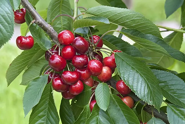 502358 - Wild cherry (Prunus avium 'Skeena')