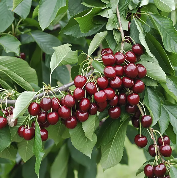 454053 - Wild cherry (Prunus avium 'Stella')