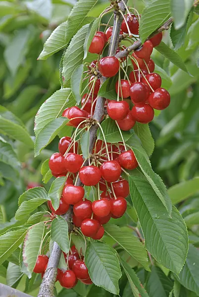 502359 - Wild cherry (Prunus avium 'Sue')
