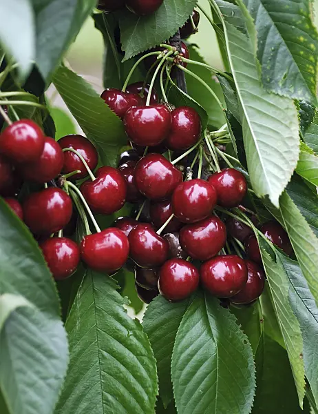 454055 - Wild cherry (Prunus avium 'Sunburst')