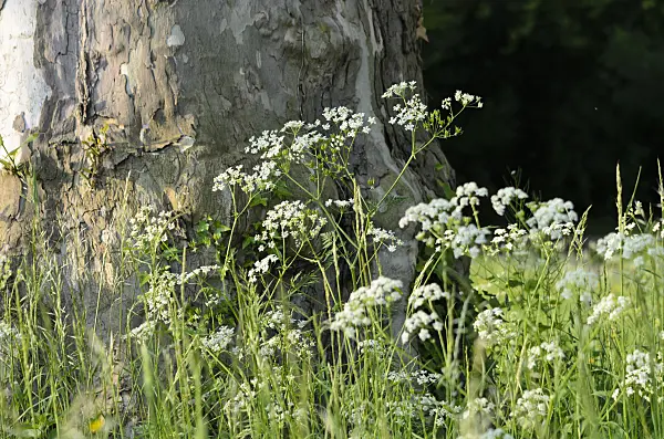 520317 - Wild chervil (Anthriscus sylvestris)