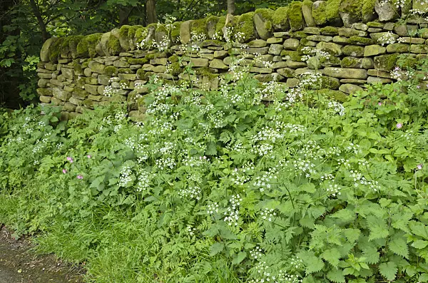533502 - Wild chervil (Anthriscus sylvestris) and large stinging nettle (Urtica dioica) at a mossy stone wall