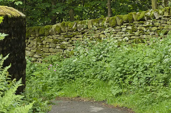 533503 - Wild chervil (Anthriscus sylvestris) and large stinging nettle (Urtica dioica) at a mossy stone wall