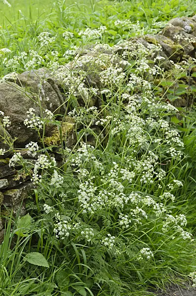 533499 - Wild chervil (Anthriscus sylvestris) at a mossy stone wall