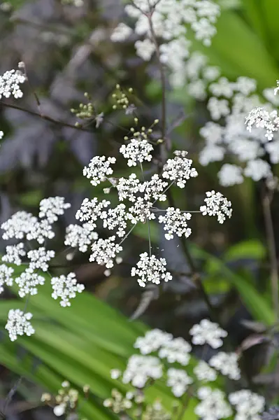 485017 - Wild chervil (Anthriscus sylvestris 'Ravenswing')